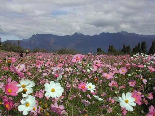 合歡北峰-天巒池縱走，第 11 張照片（image52.jpeg）