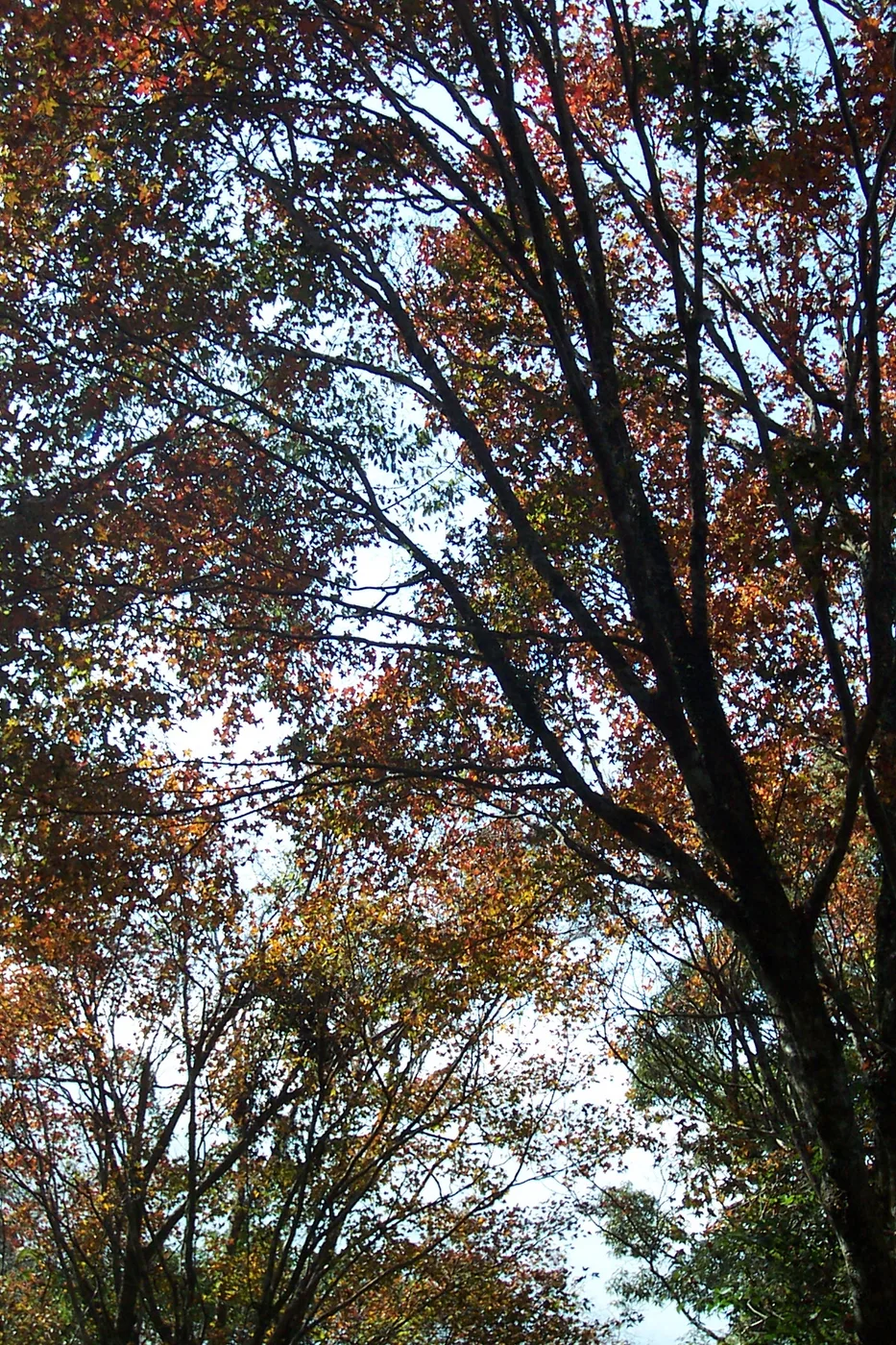 關山越嶺古道，第 5 張照片（image71.jpeg）