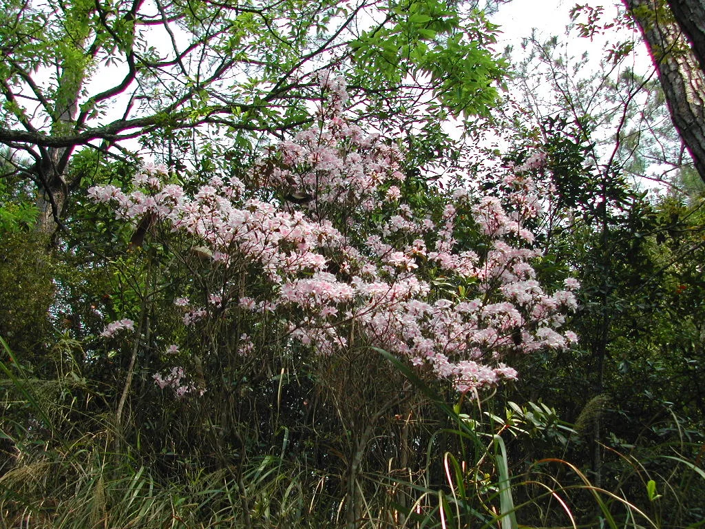東卯山，第 2 張照片（image79.jpeg）