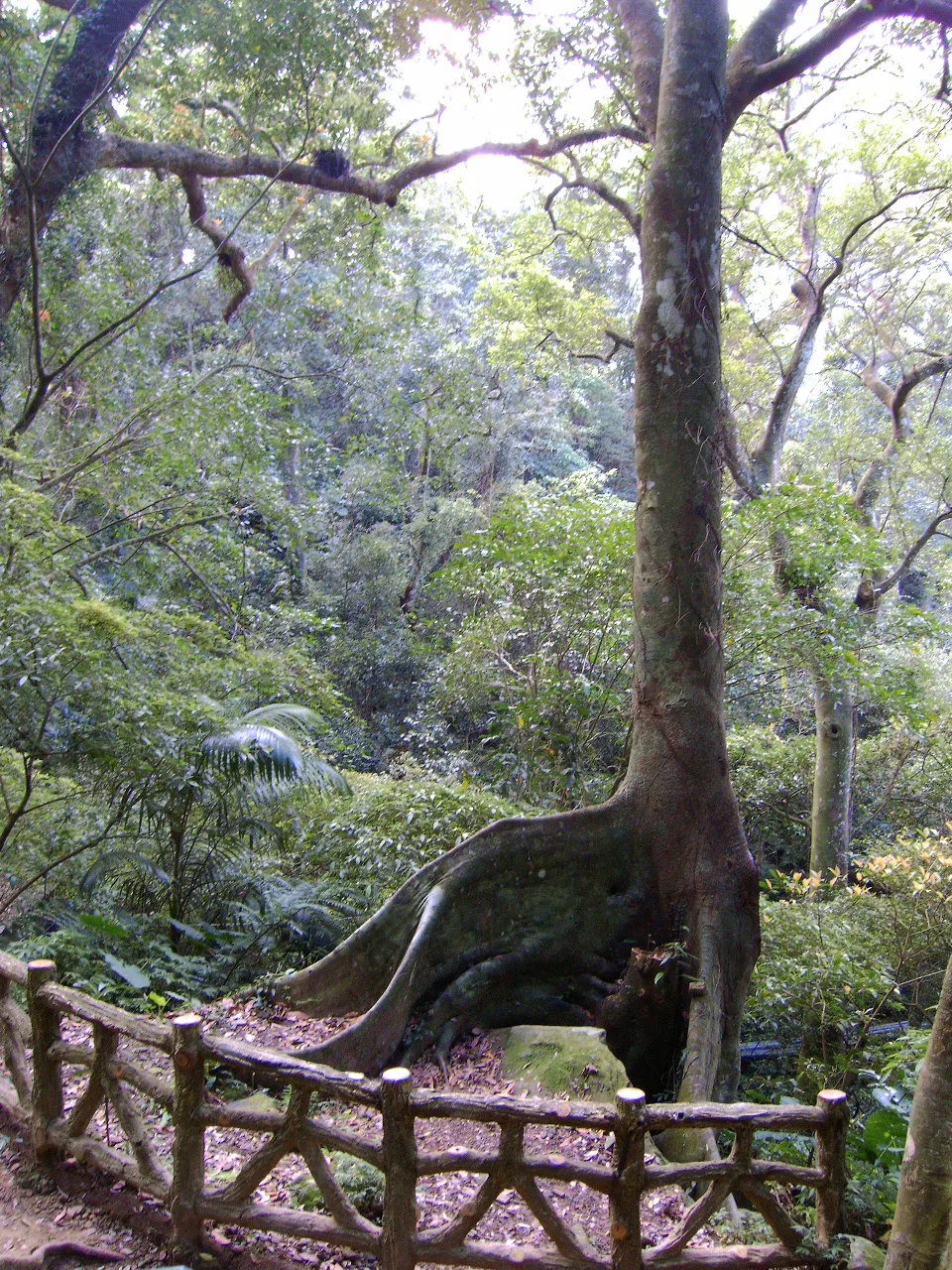 北插天山(二訪)，第 13 張照片（image171.jpeg）