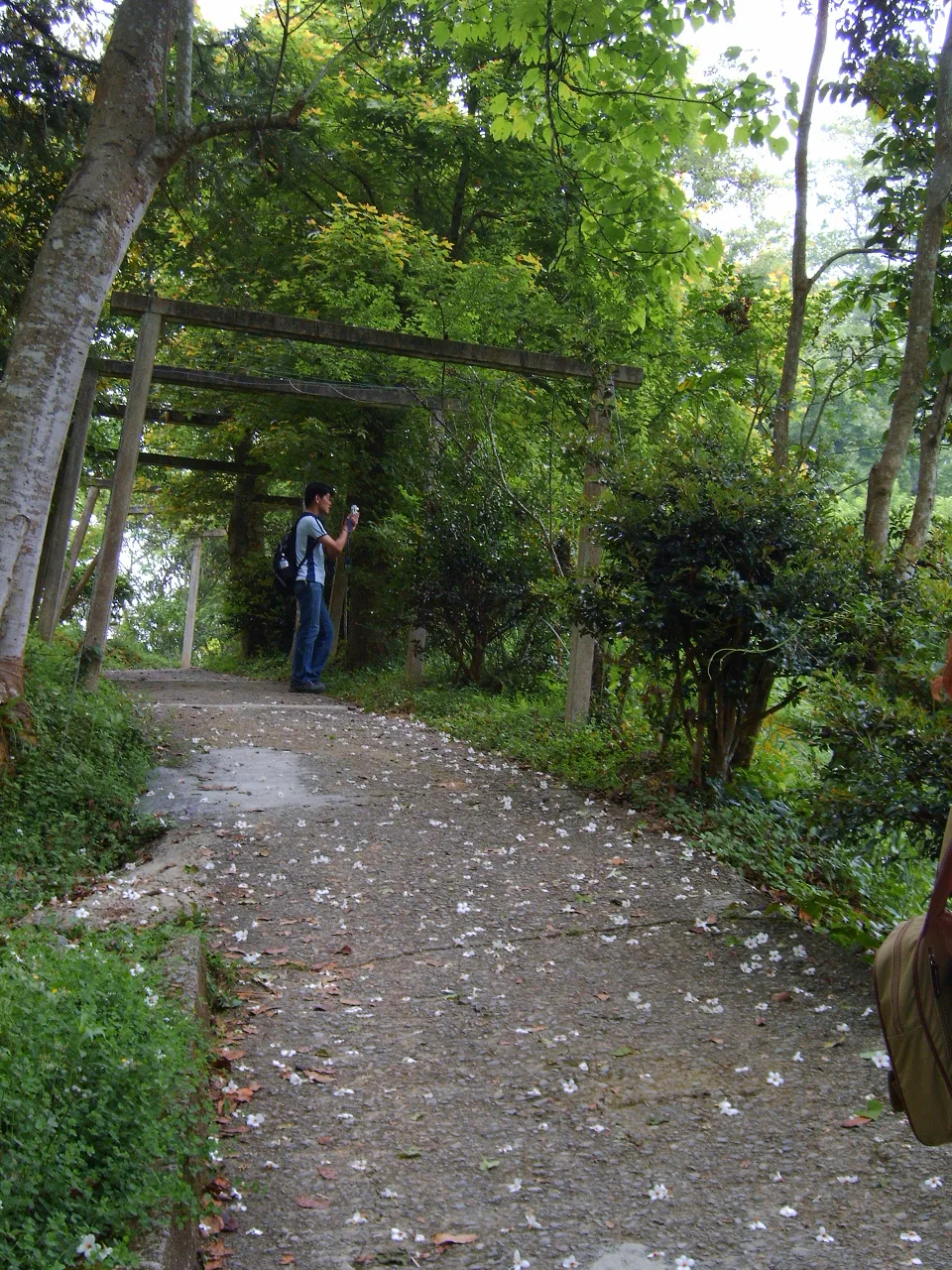 東勢林場賞油桐花及螢火蟲之旅，第 24 張照片（image147.jpeg）