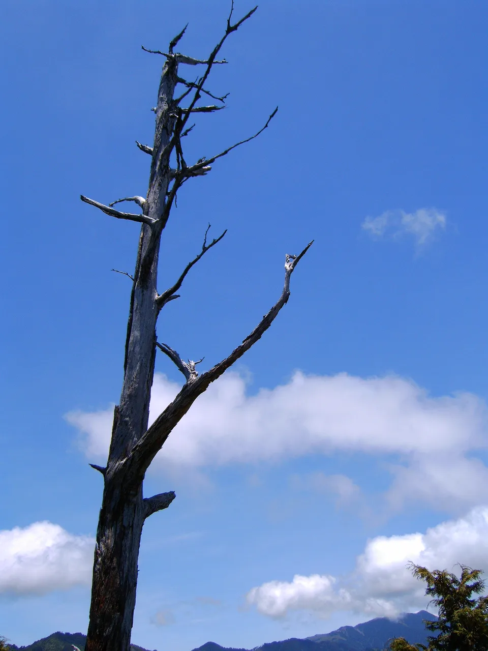 大雪山森林遊樂區迎新活動，第 9 張照片（image157.jpeg）