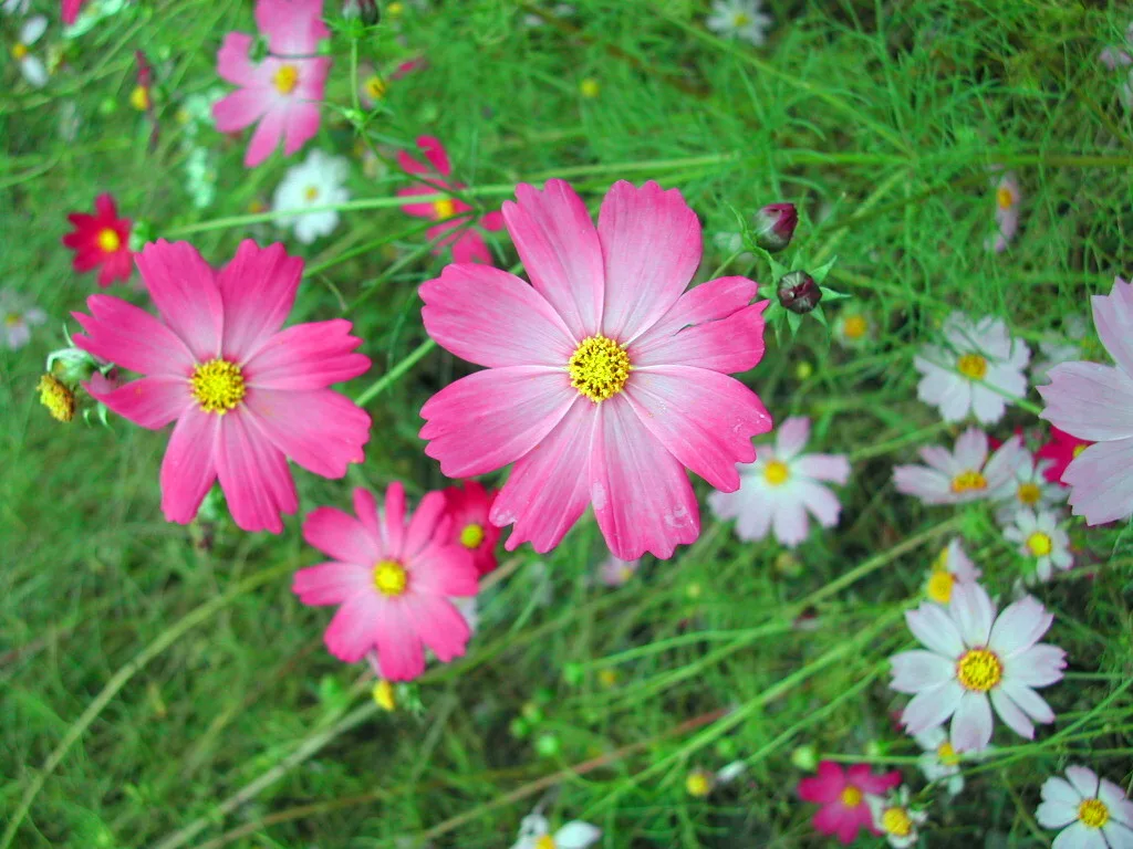 雪山東主峰，第 2 張照片（image187.jpeg）