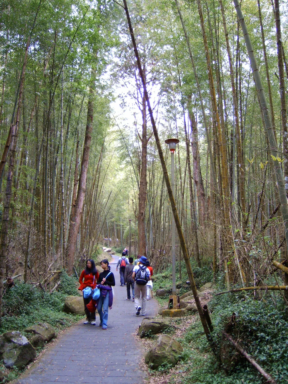 溪頭杉林溪步道健行，第 5 張照片（image224.jpeg）